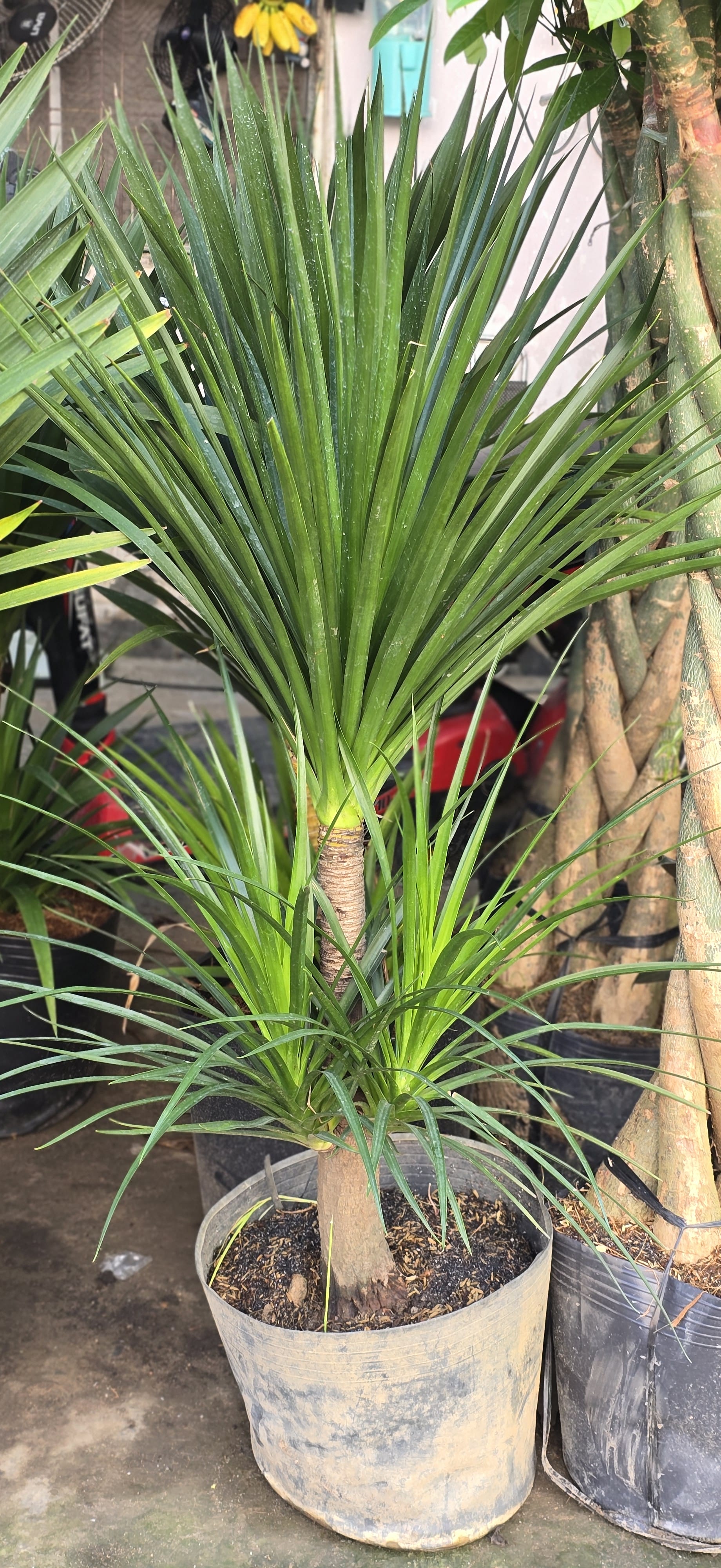 Cây Phát Tài Thịnh Vượng