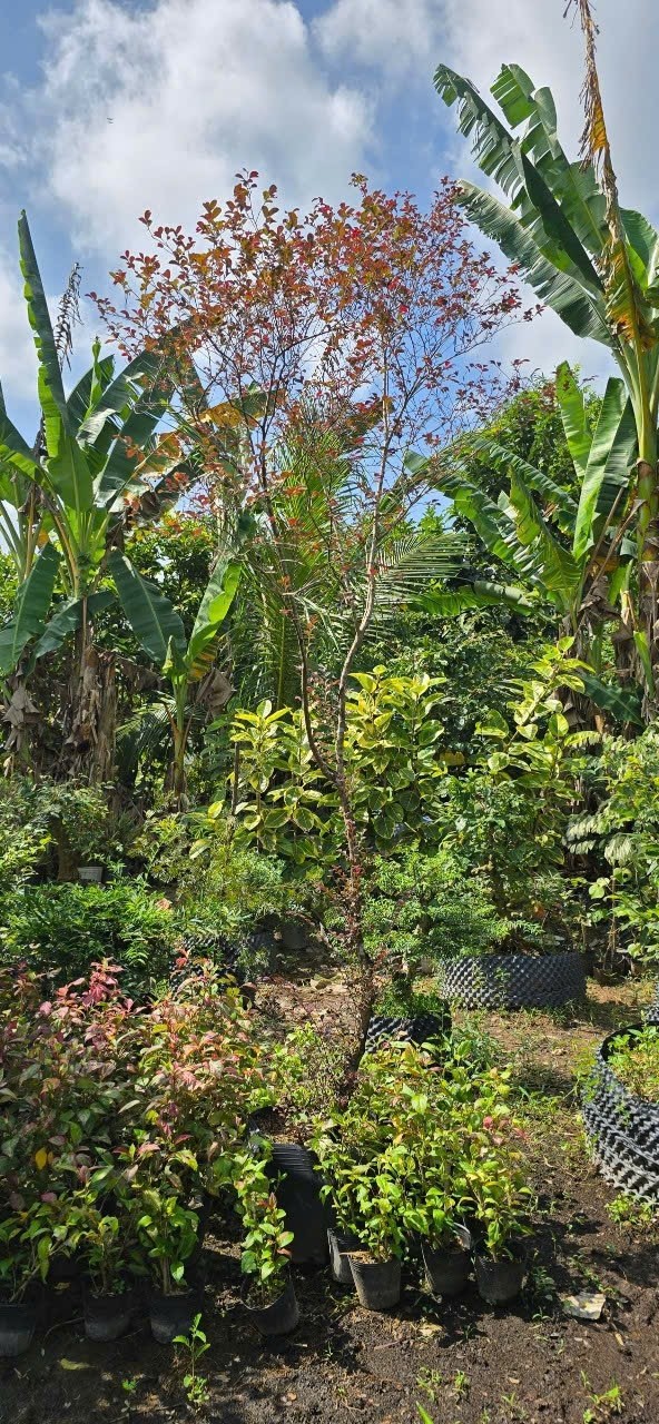 Cây Hồng Phụng Lớn