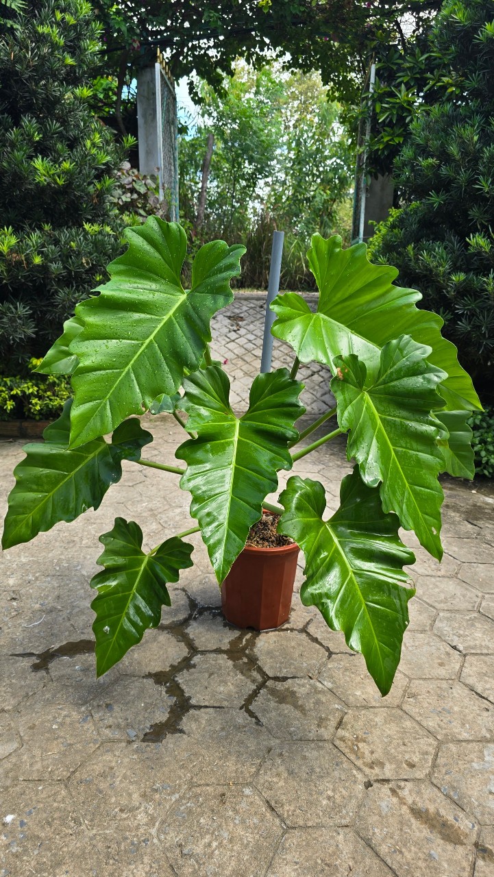 Cây Philodendron Subincisum