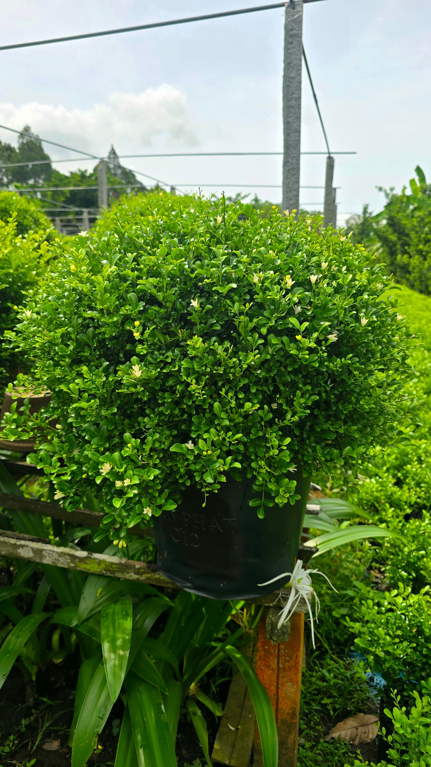 Cây Nguyệt Quế Thái Col Tròn