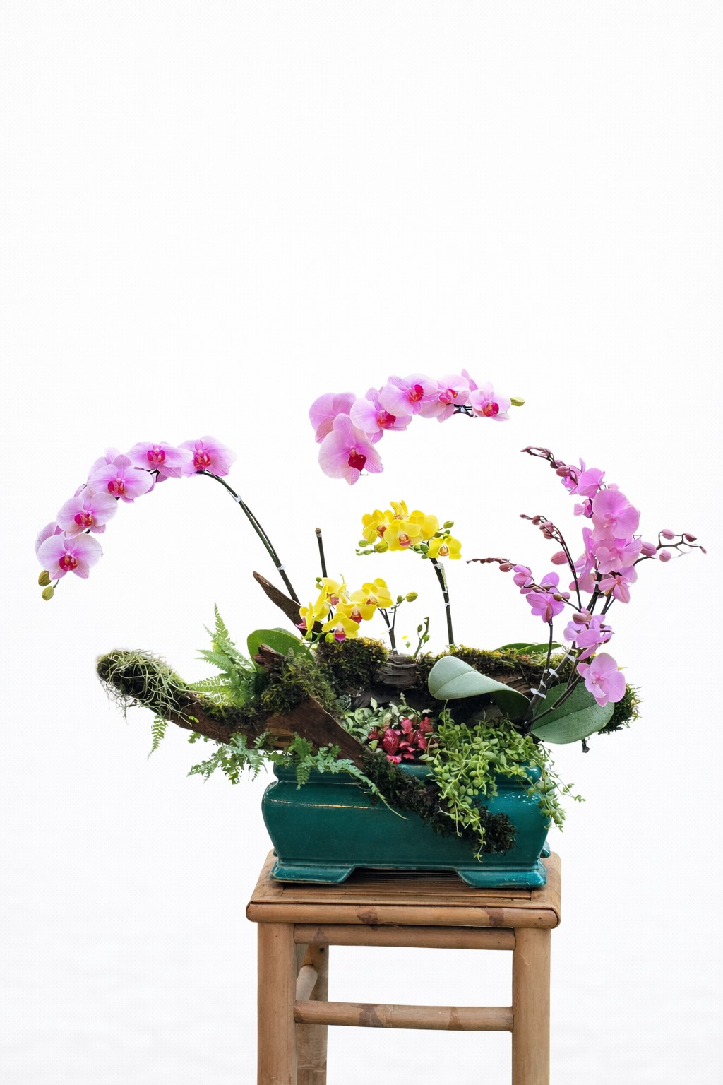 Tiểu Cảnh Lan Hồ Điệp