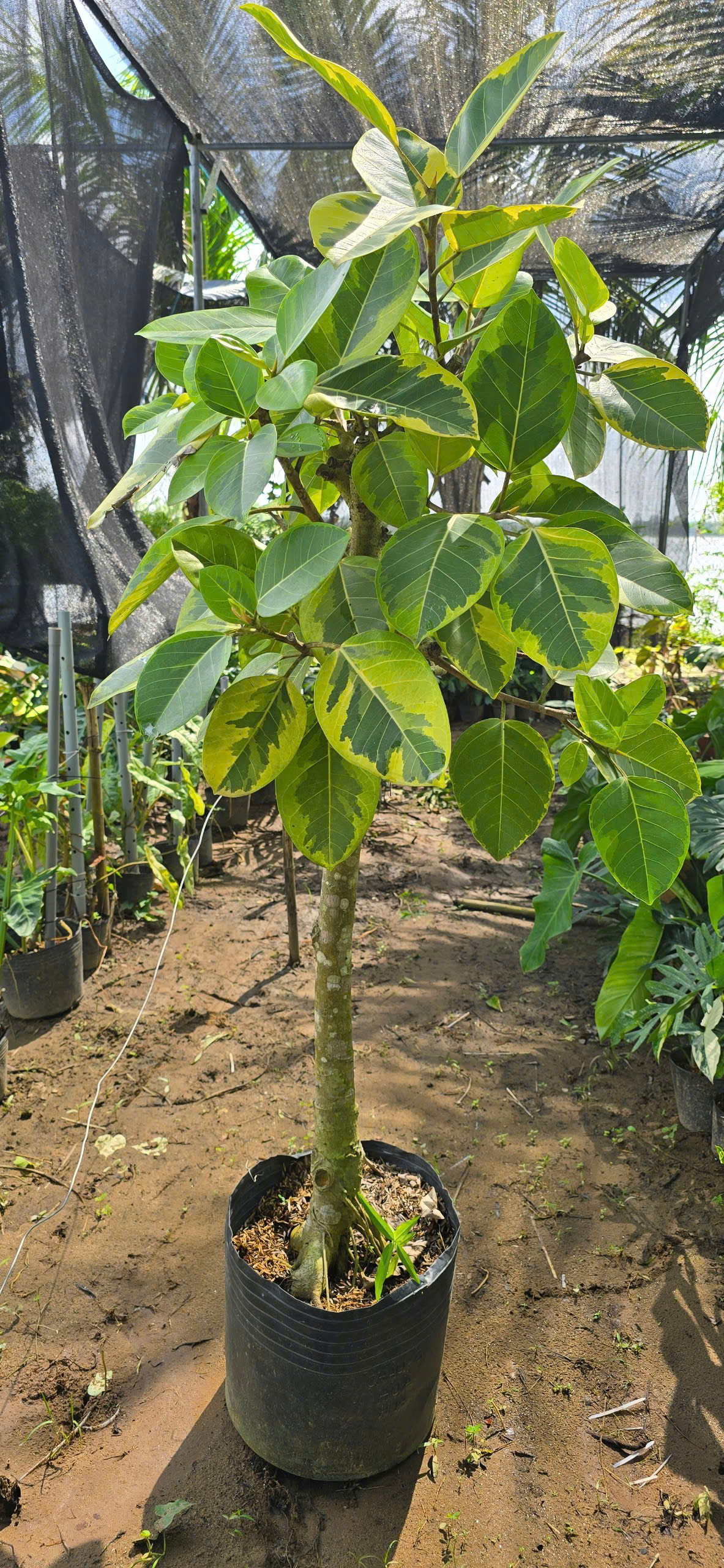 Cây Đa Vàng Thân To