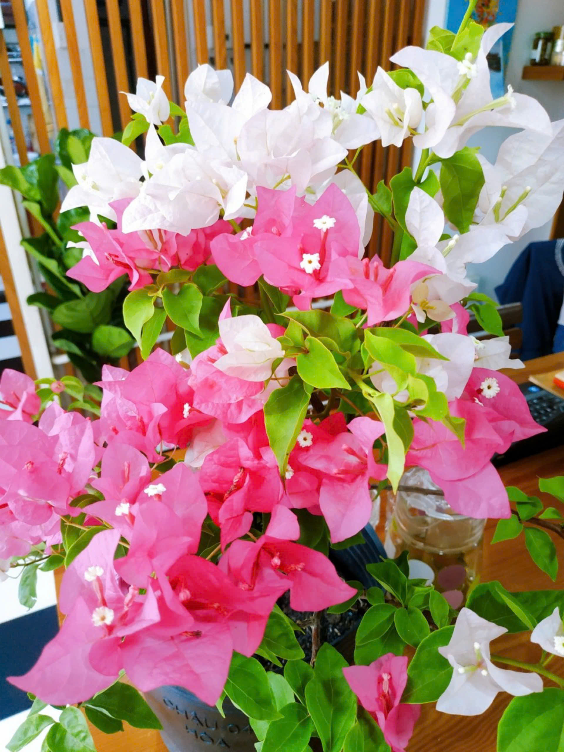 Cây Hoa Giấy