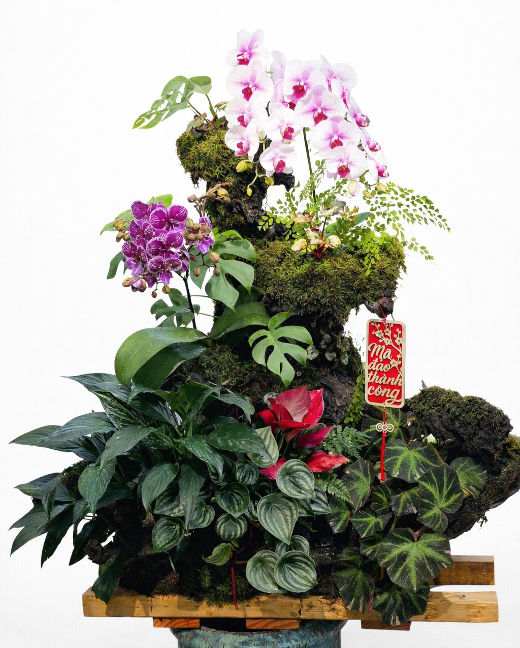 Tiểu Cảnh Lan Hồ Điệp