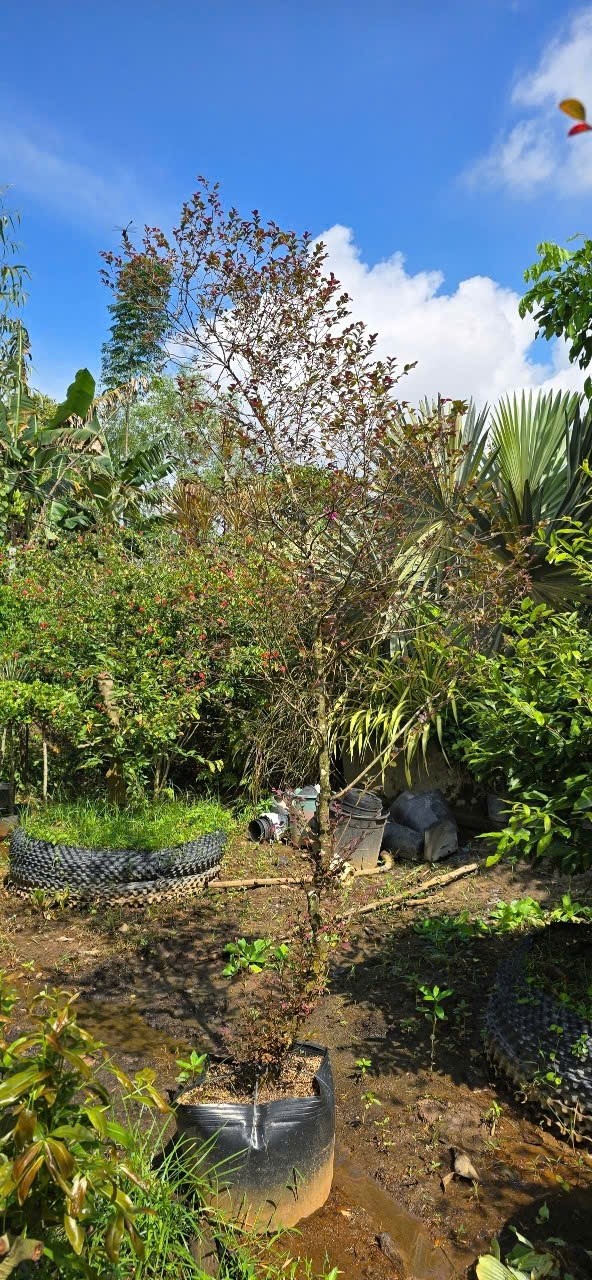 Cây Hồng Phụng Lớn