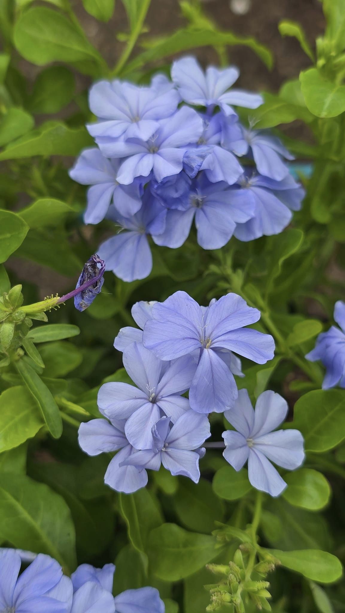 Cây Hoa Thanh Xà (Lam Thanh Hoa)