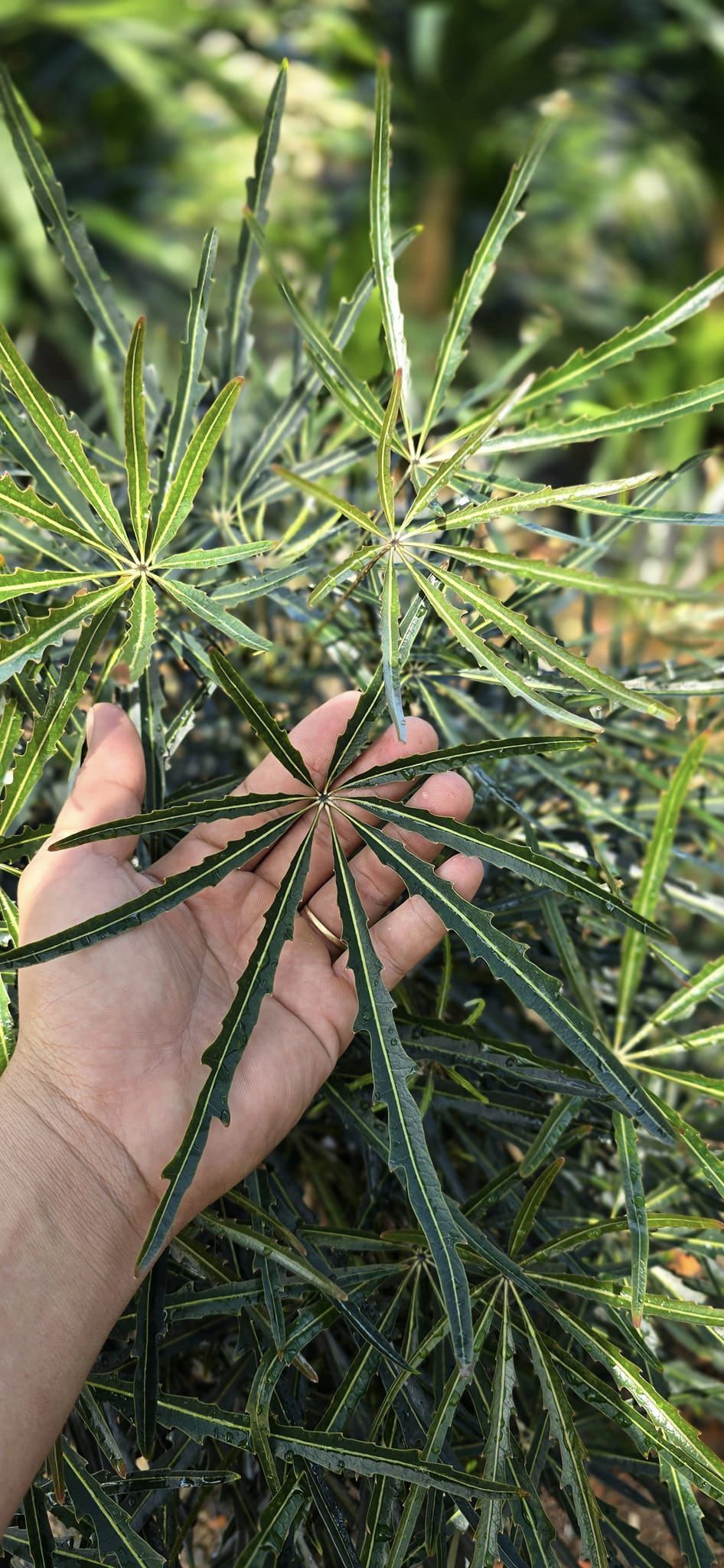 Cây Diệp Khổng Tước