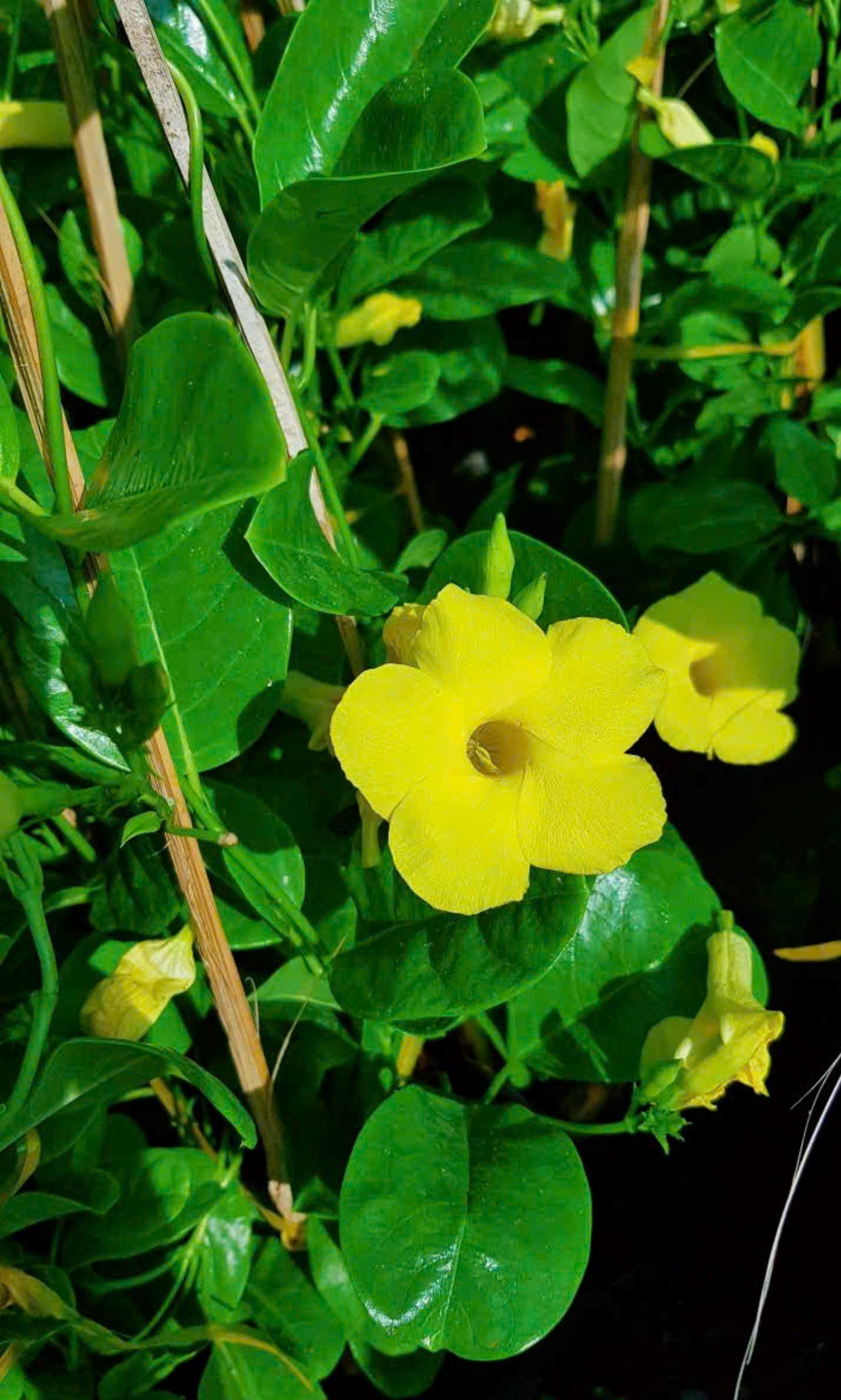 Cây Hoa Huỳnh Đệ
