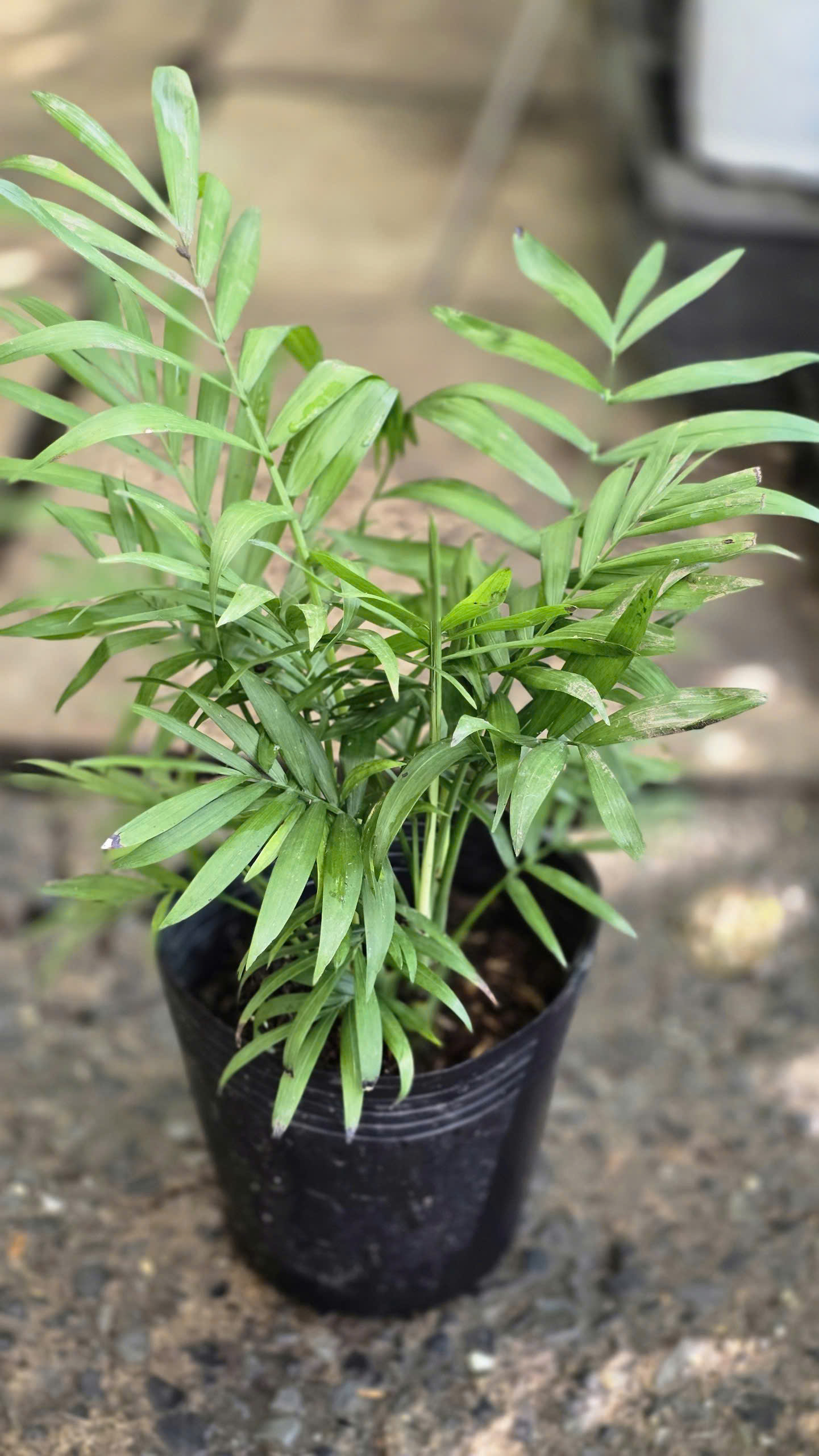 Cây Cau Tiểu Trâm