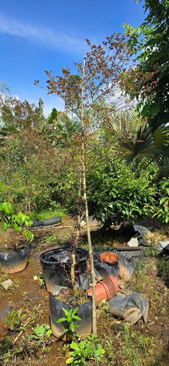 Cây Hồng Phụng Lớn