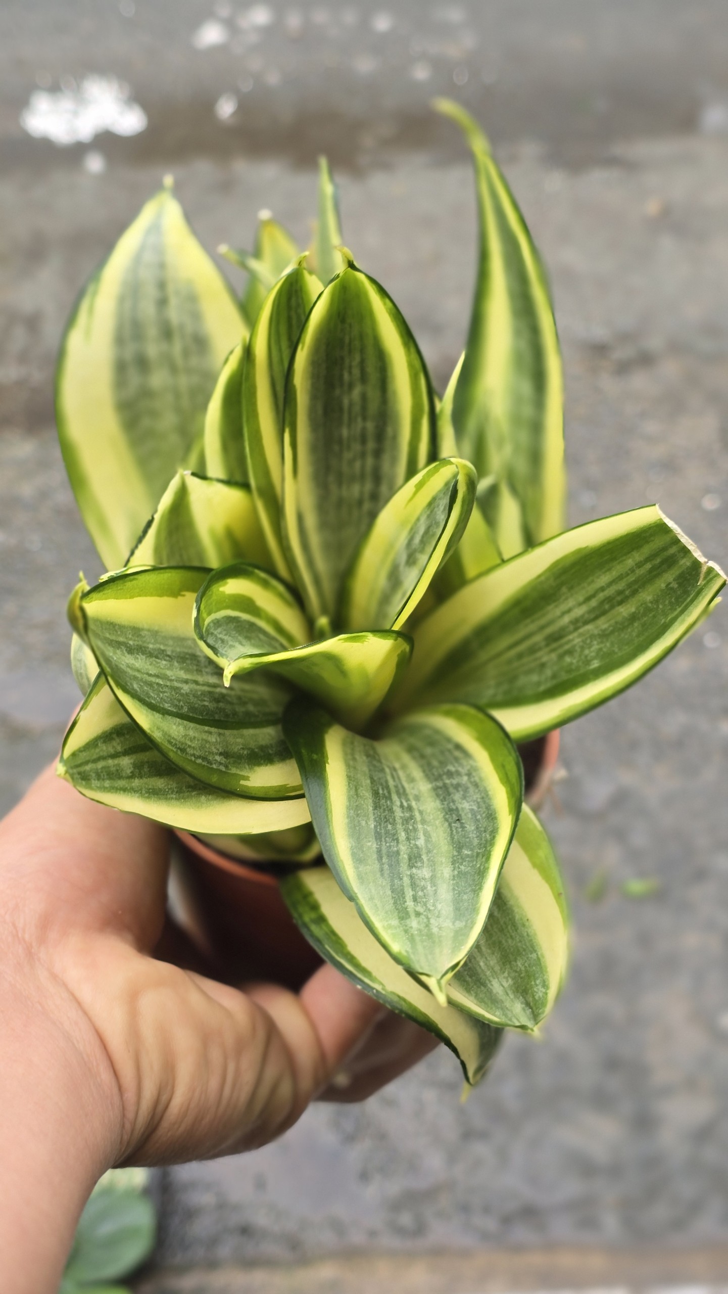 Cây Lưỡi Hổ Vàng