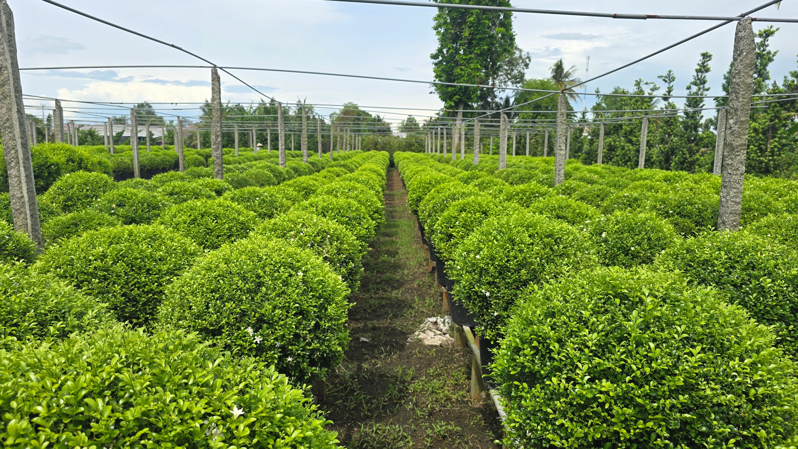 Cây Nguyệt Quế Thái Col Tròn