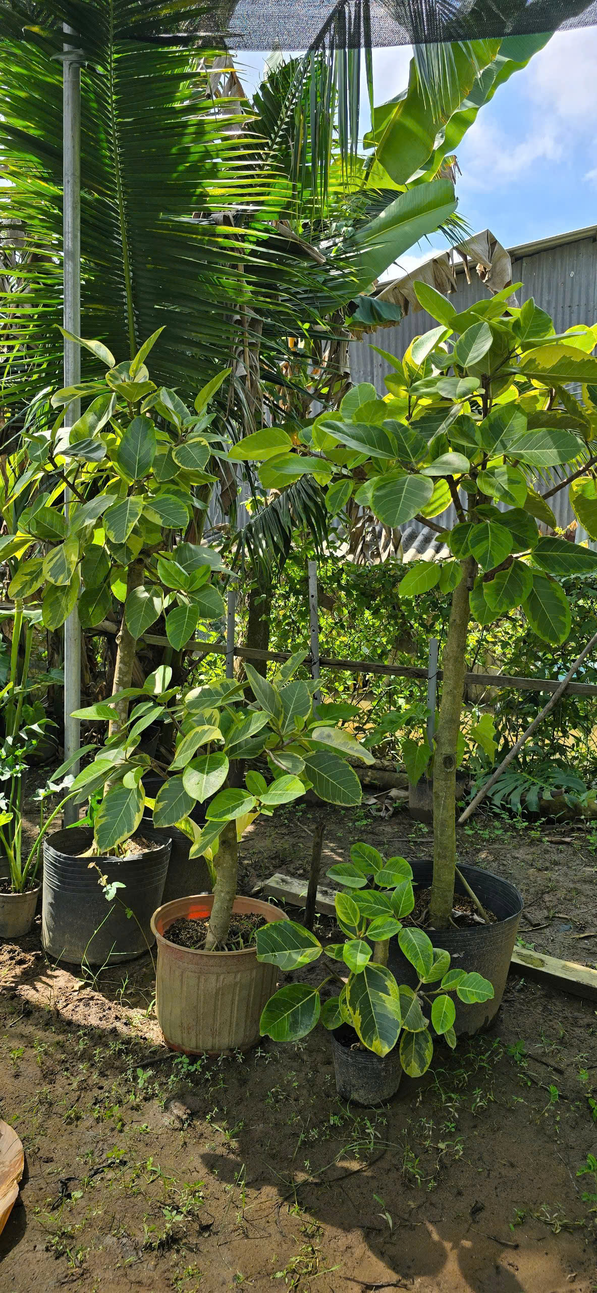 Cây Đa Vàng Thân To