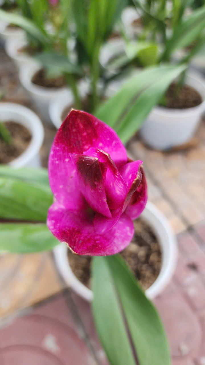Cây Hoa Nghệ Tây