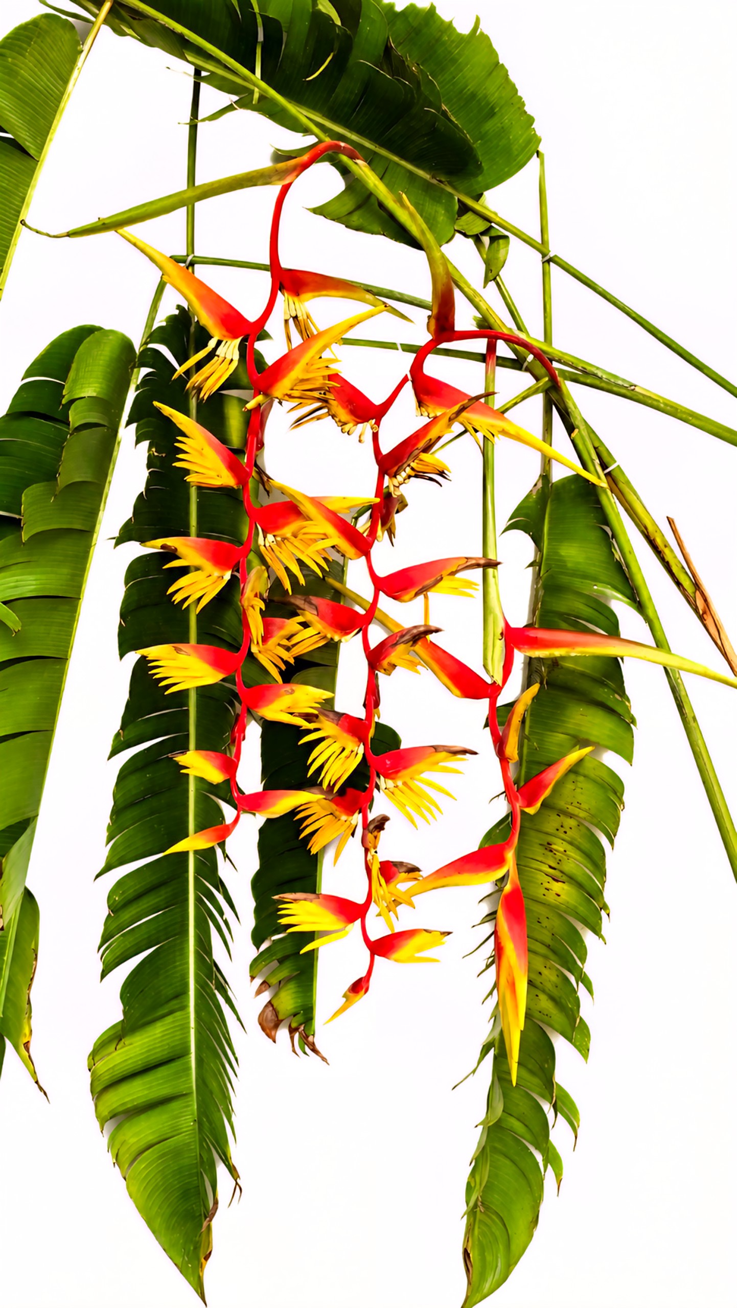 Cây Chuối "Heliconia Temptress" Sexy Red