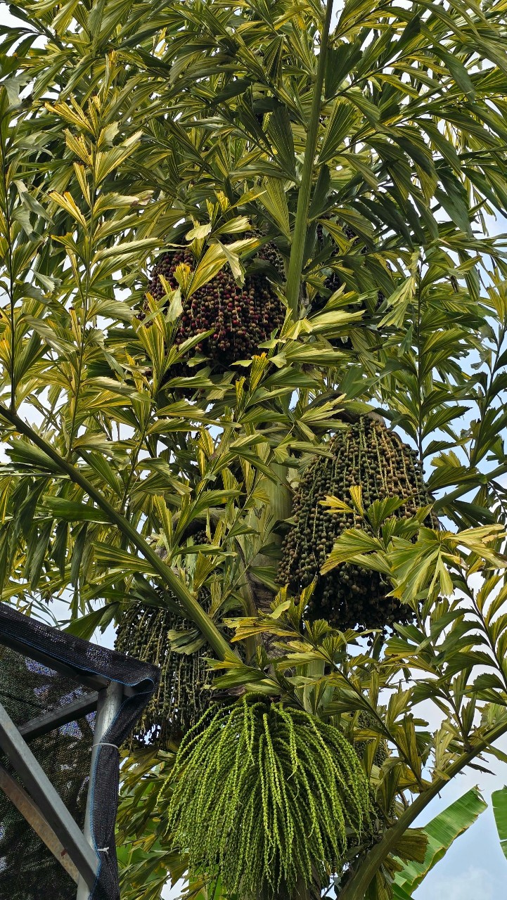 Cây Đủng Đỉnh Var (Hạt Giống)