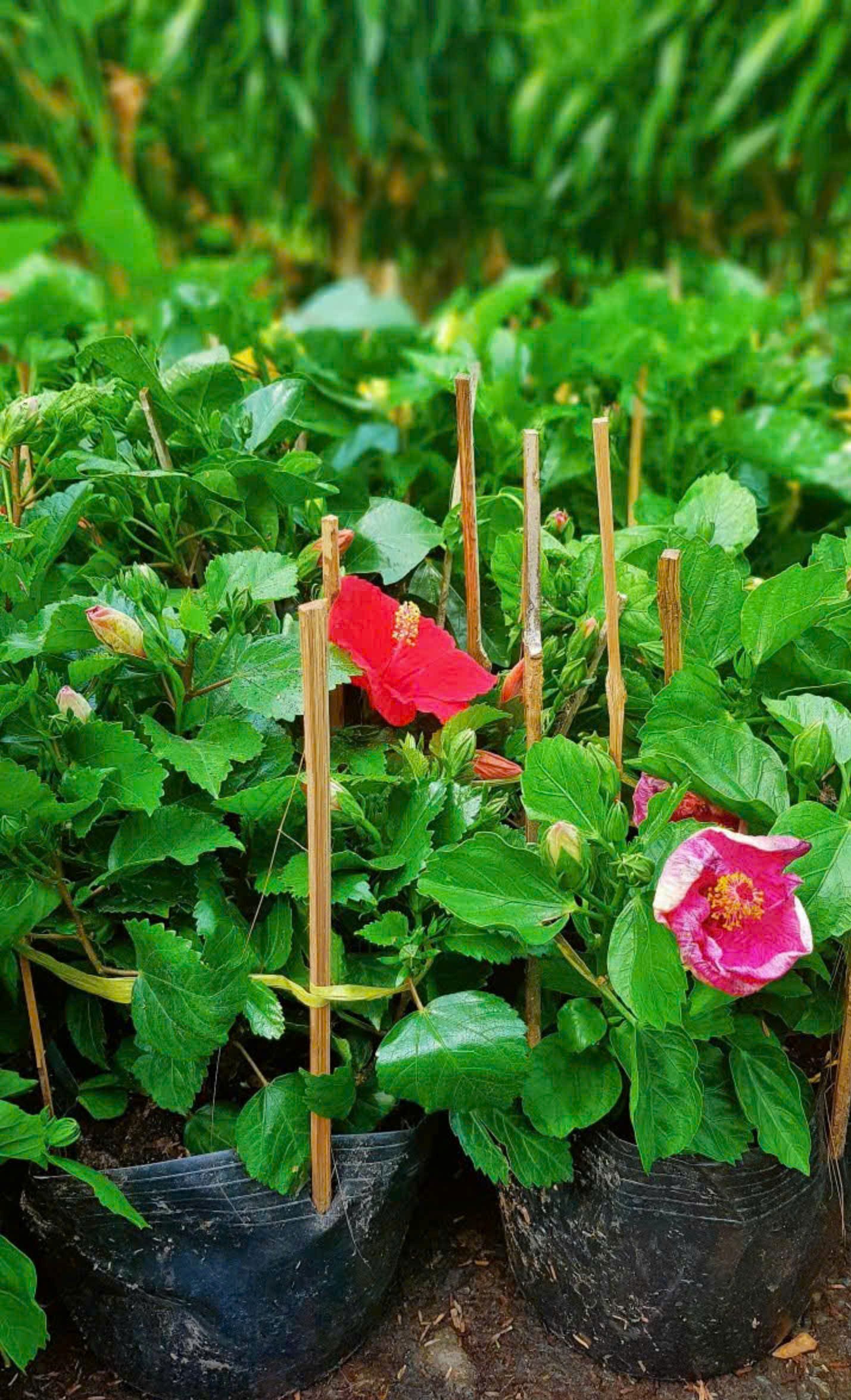 Cây Bụp Sa Đéc