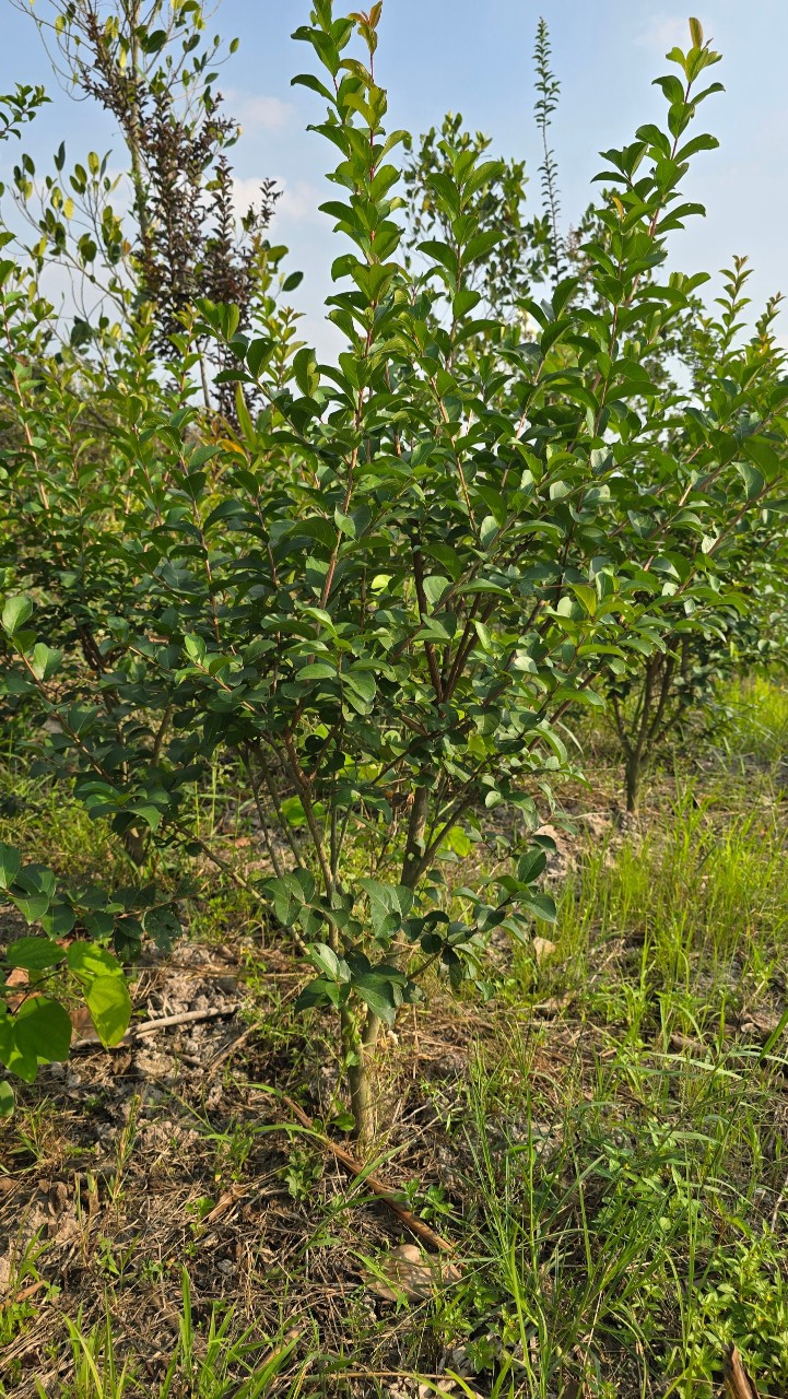 Cây Tường Vy Hoa Đỏ