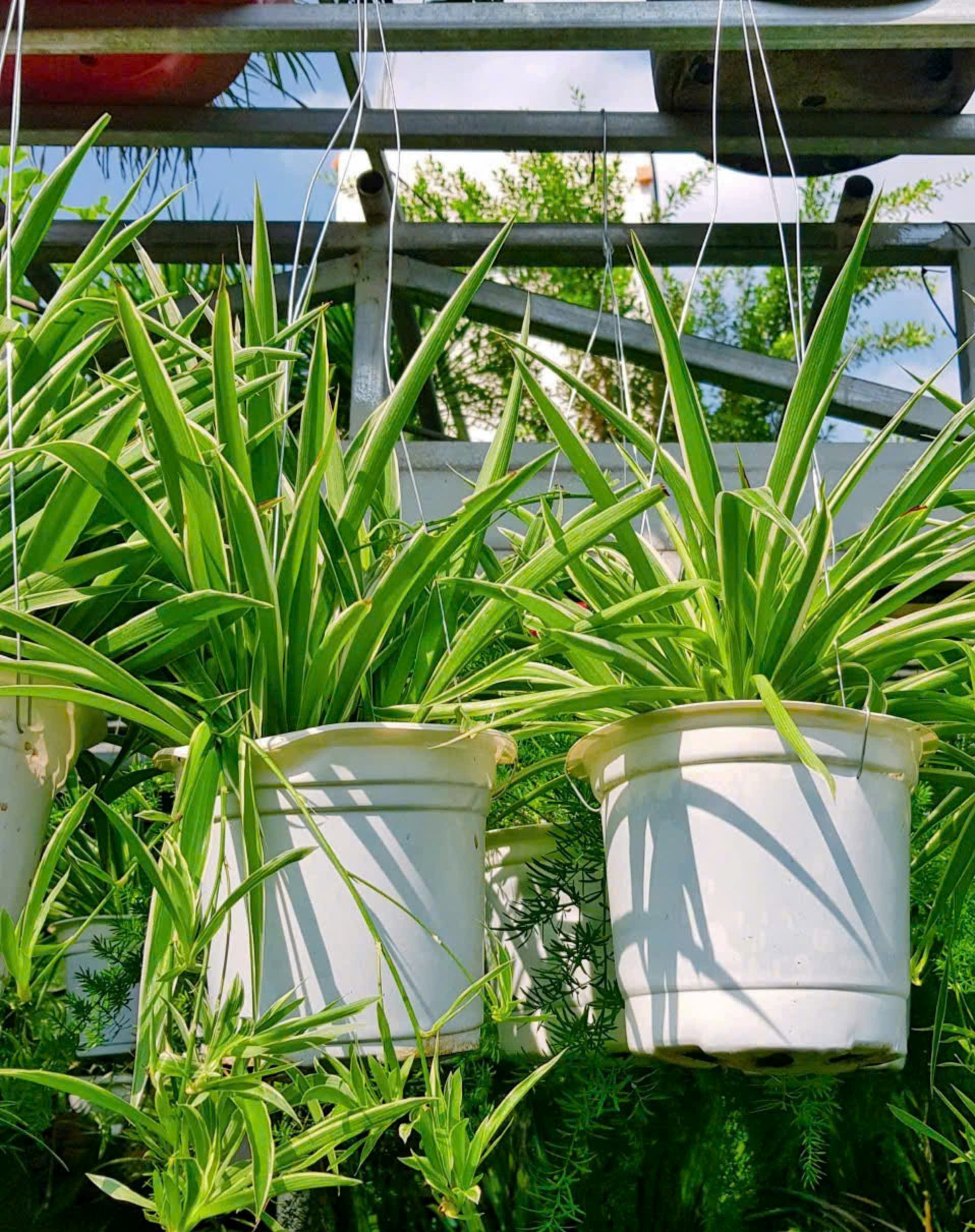 Cây Lan Chi Mẫu Tử