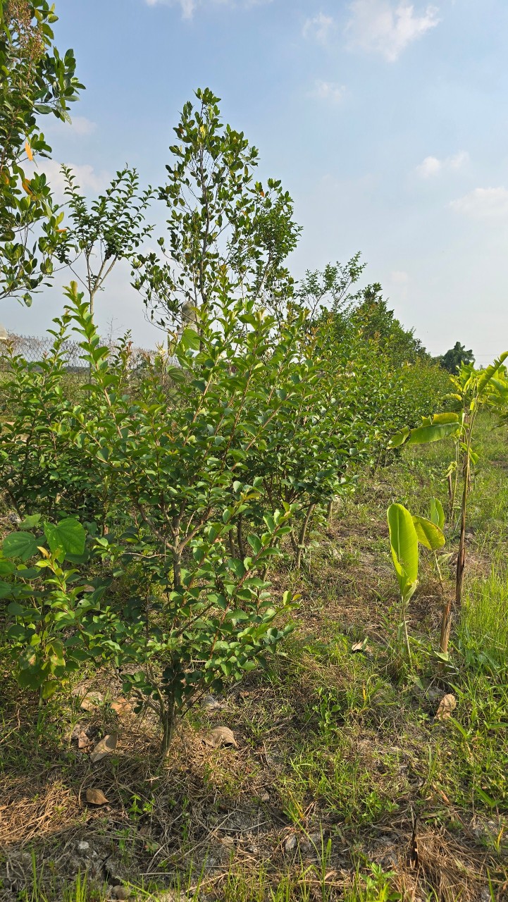 Cây Tường Vy Hoa Đỏ