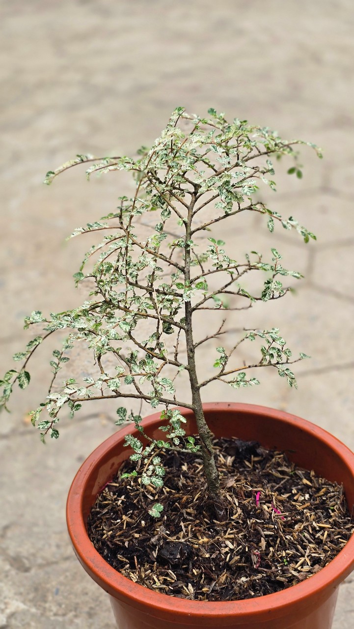 Variegated Dwarf Elm Tree (Cây Du Lùn)