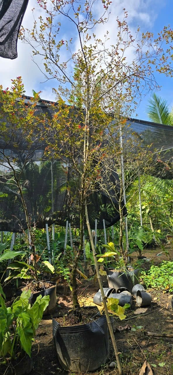 Cây Hồng Phụng Lớn