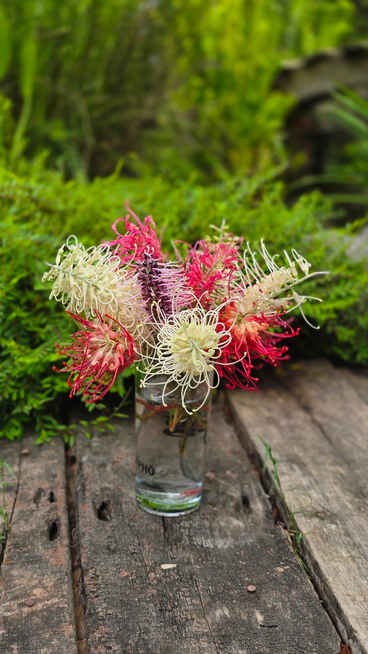 Hoa Nhện Đa Sắc (Hoa Cánh Phượng) – Nhánh Chiết Khỏe