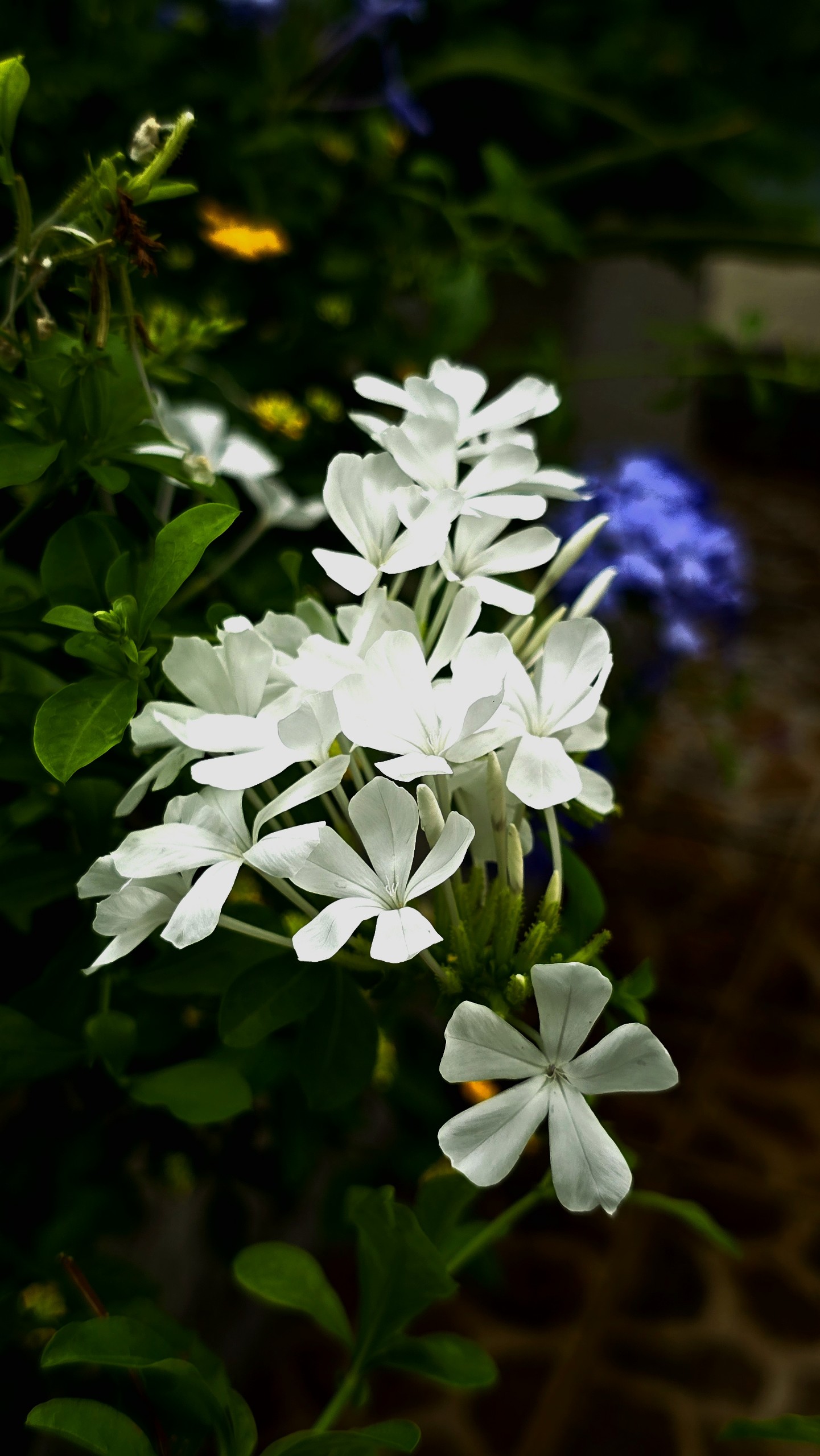 Cây Hoa Bạch Xà