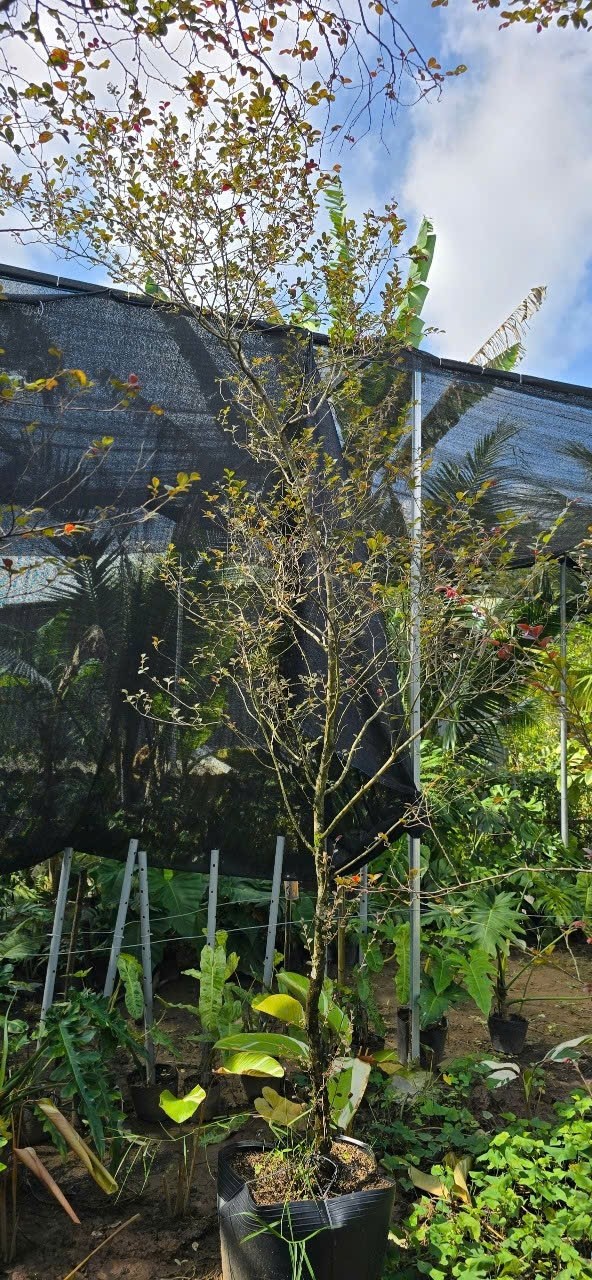 Cây Hồng Phụng Lớn