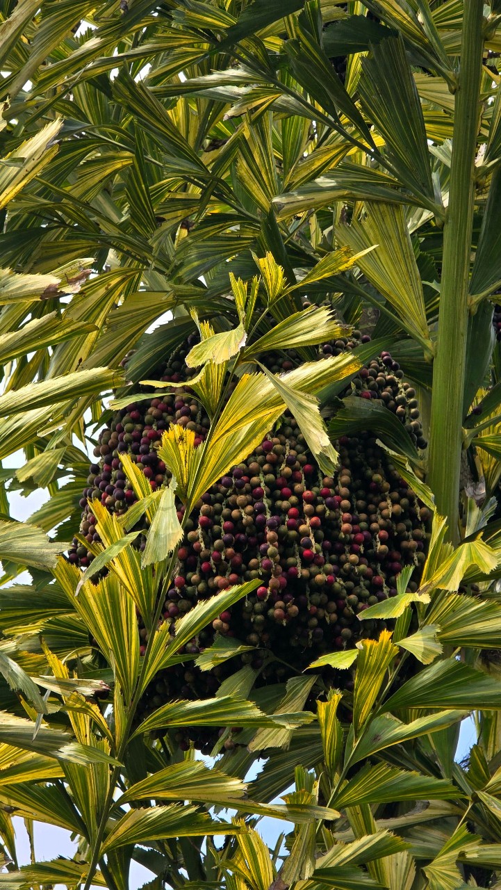 Cây Đủng Đỉnh Var (Hạt Giống)