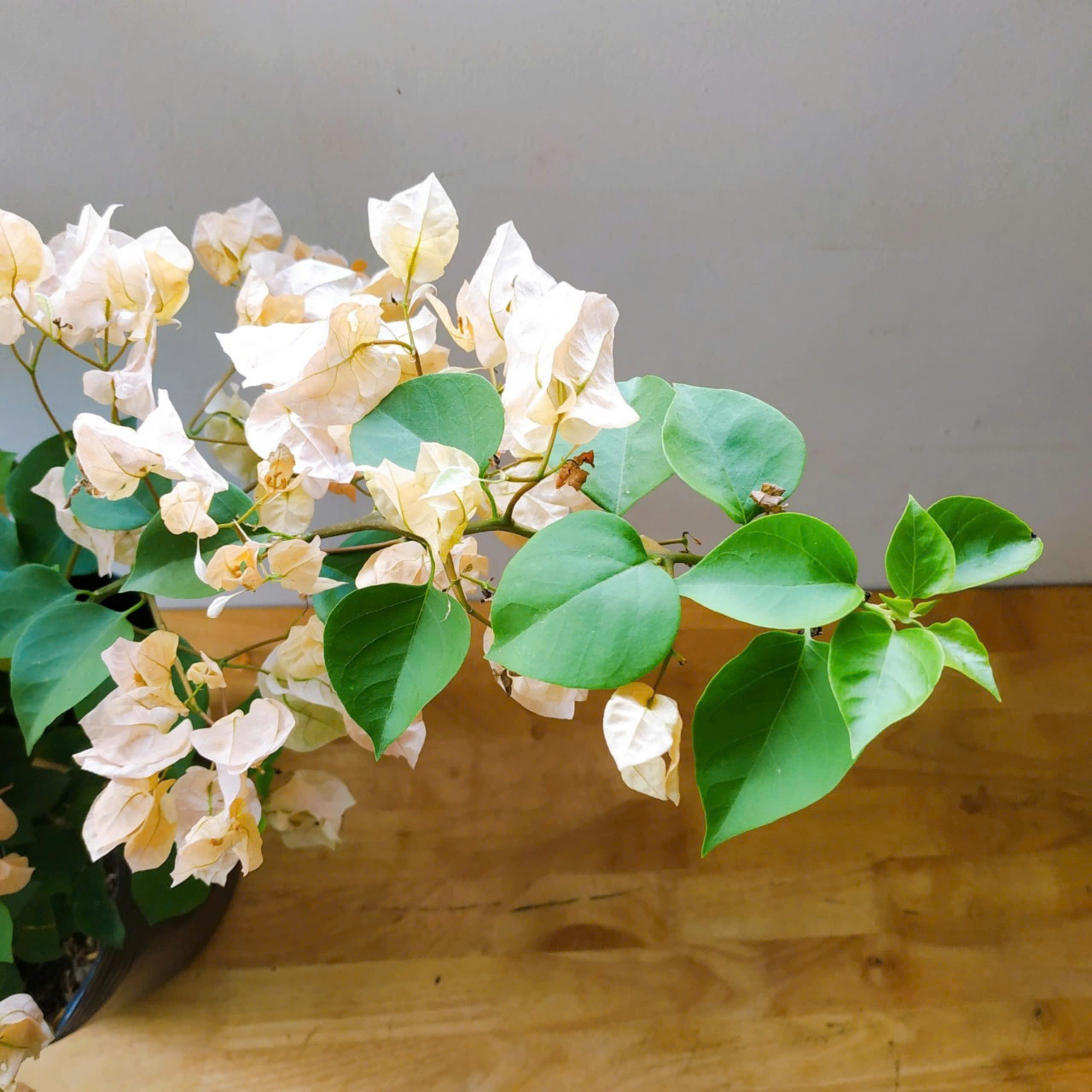 Cây Hoa Giấy