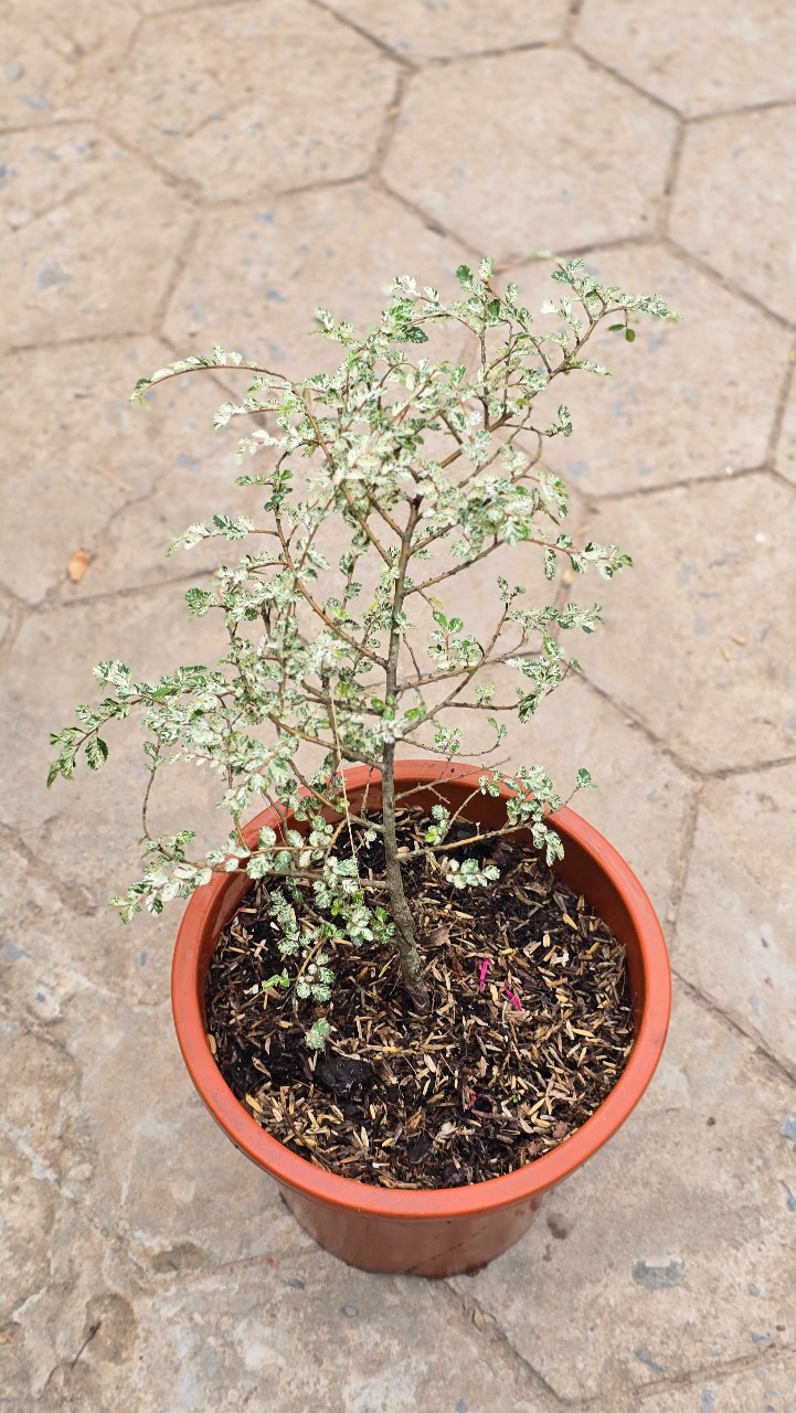 Variegated Dwarf Elm Tree (Cây Du Lùn)