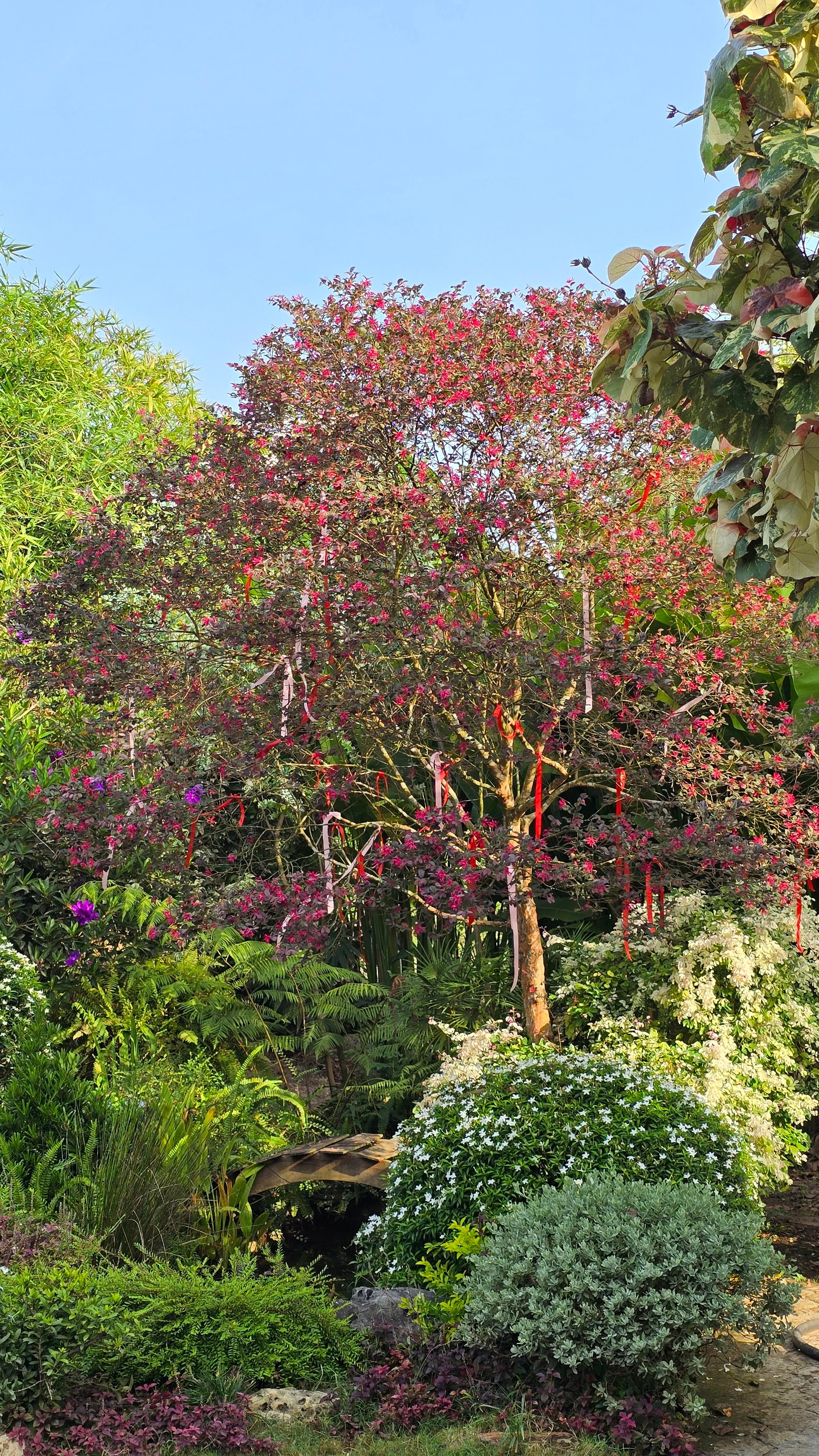 Cây Hồng Phụng Lớn