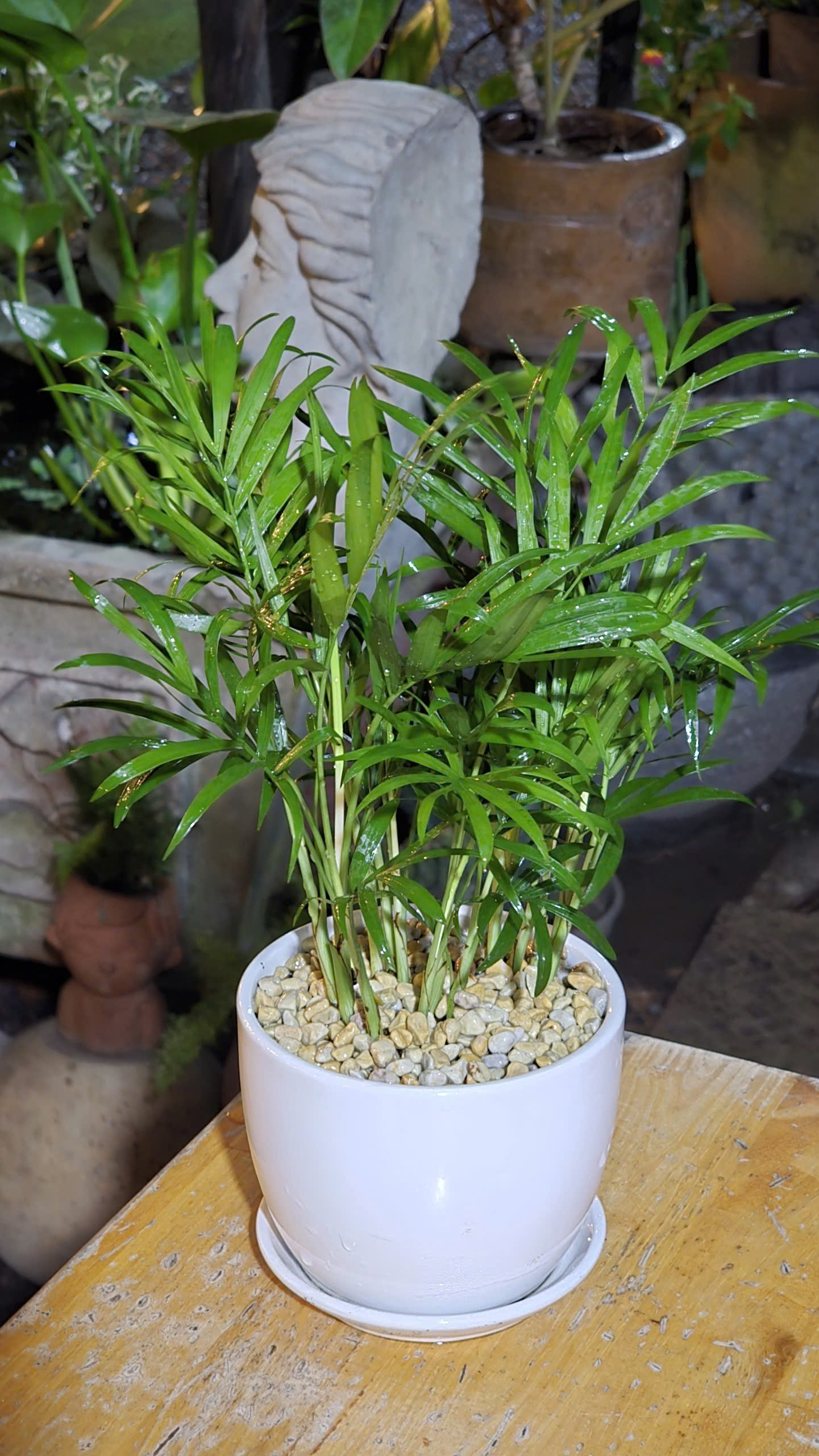 Cây Cau Tiểu Trâm