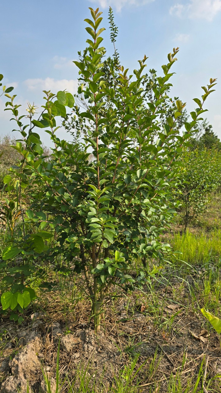 Cây Tường Vy Hoa Đỏ