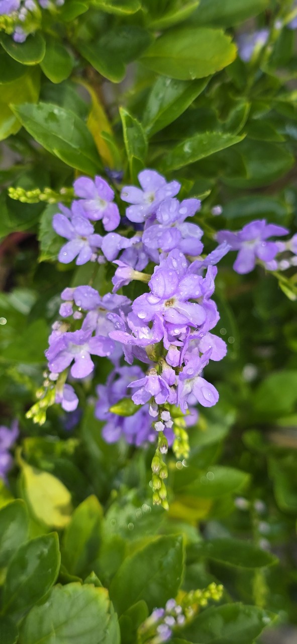 Cây Chuỗi Ngọc Hoa