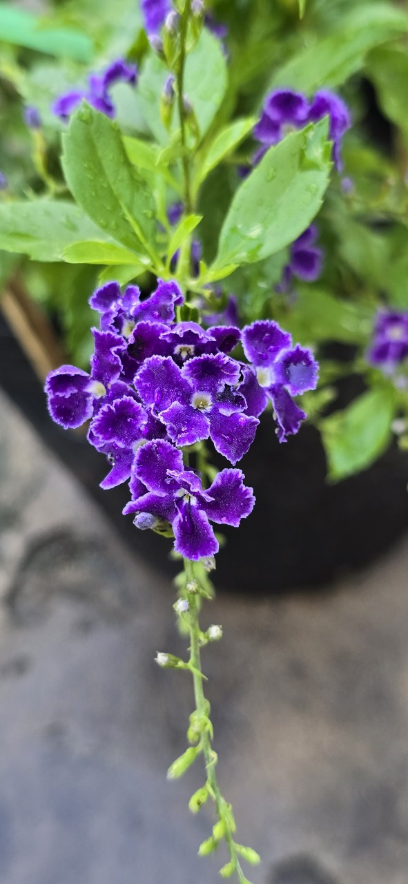 Cây Chuỗi Ngọc Hoa