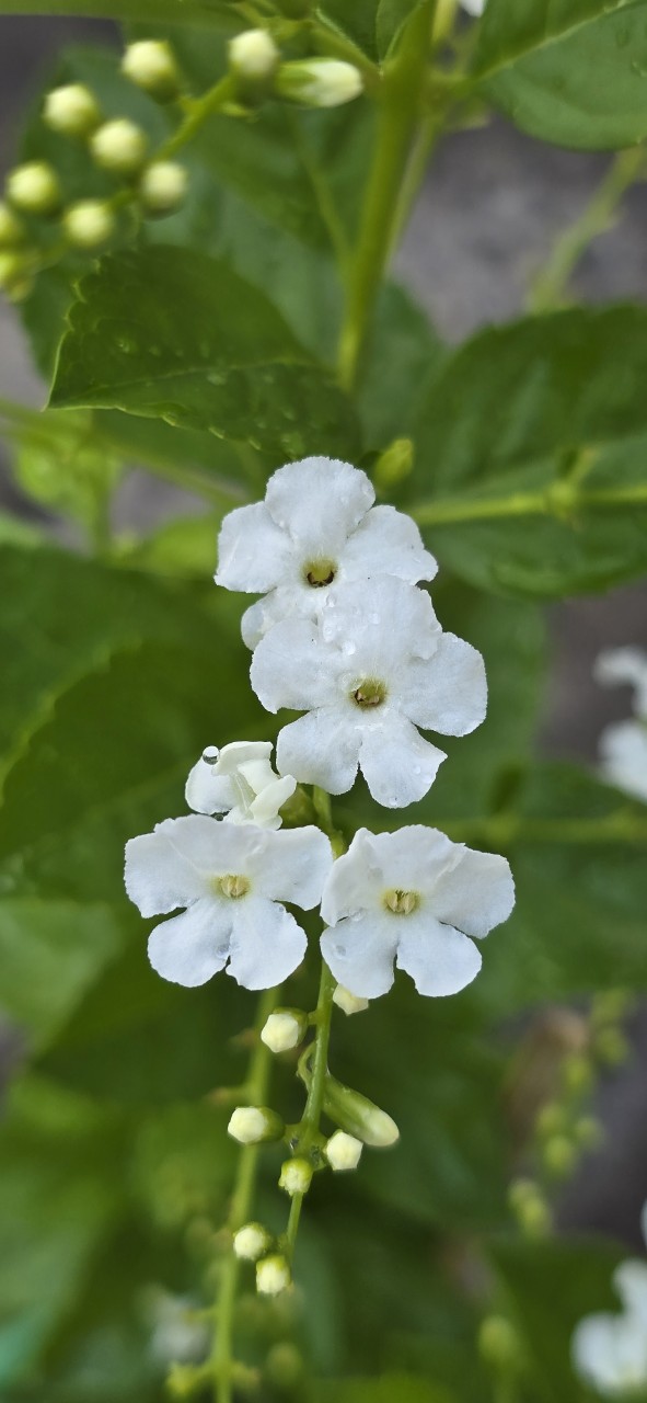 Cây Chuỗi Ngọc Hoa