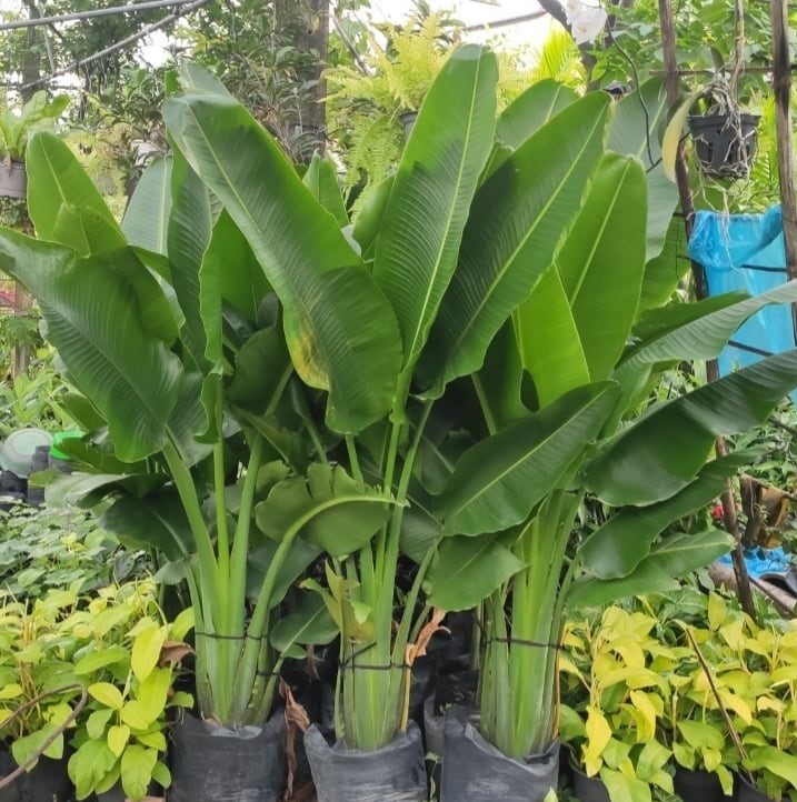 Cây Chuối Rẻ Quạt