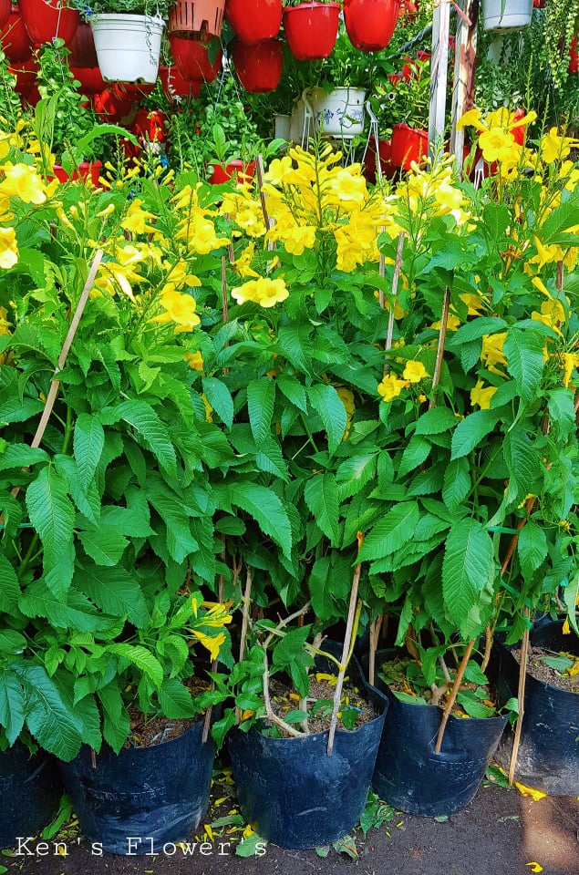 Cây Huỳnh Liên (Chuông Vàng)