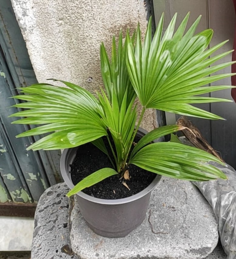 Cây Kè Ta