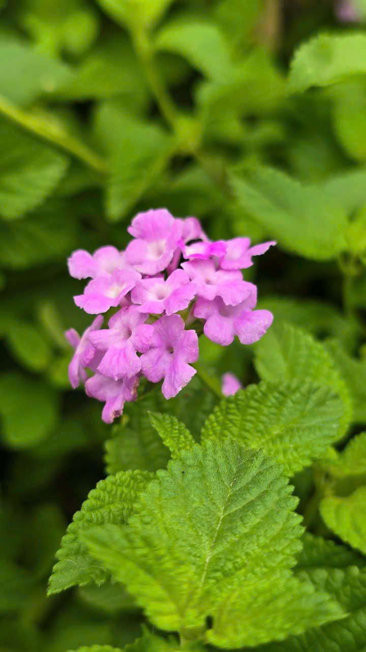 Cây Trâm Ổi (Hoa Ngũ Sắc)