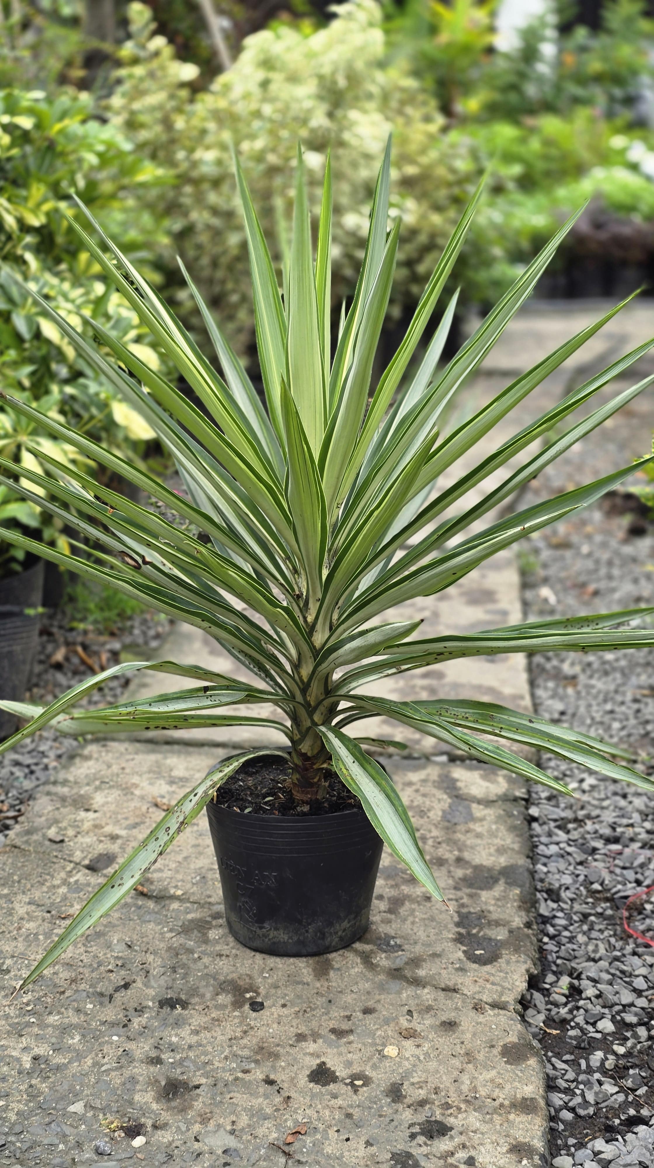 Cây Dứa Diệp Tiễn