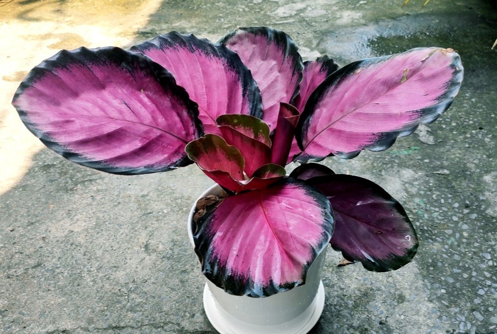 Cây Đuôi Công MS01