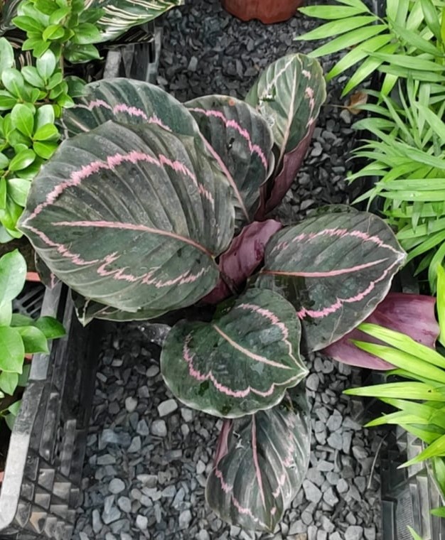 Cây Đuôi Công MS14