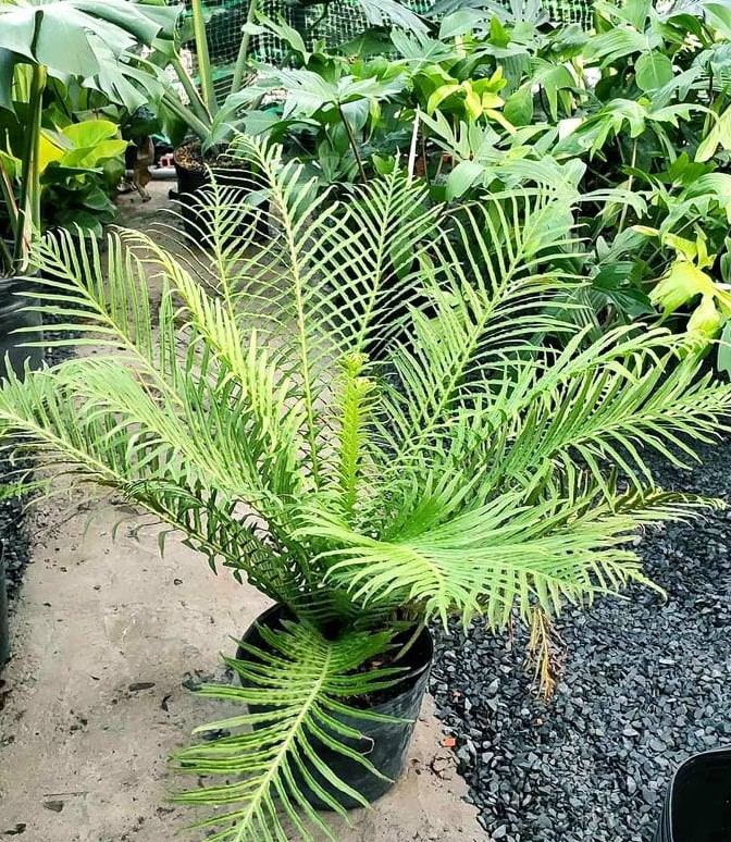 Cây Dương Xỉ Khổng Tước