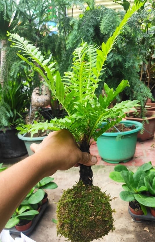 Cây Dương Xỉ Khổng Tước