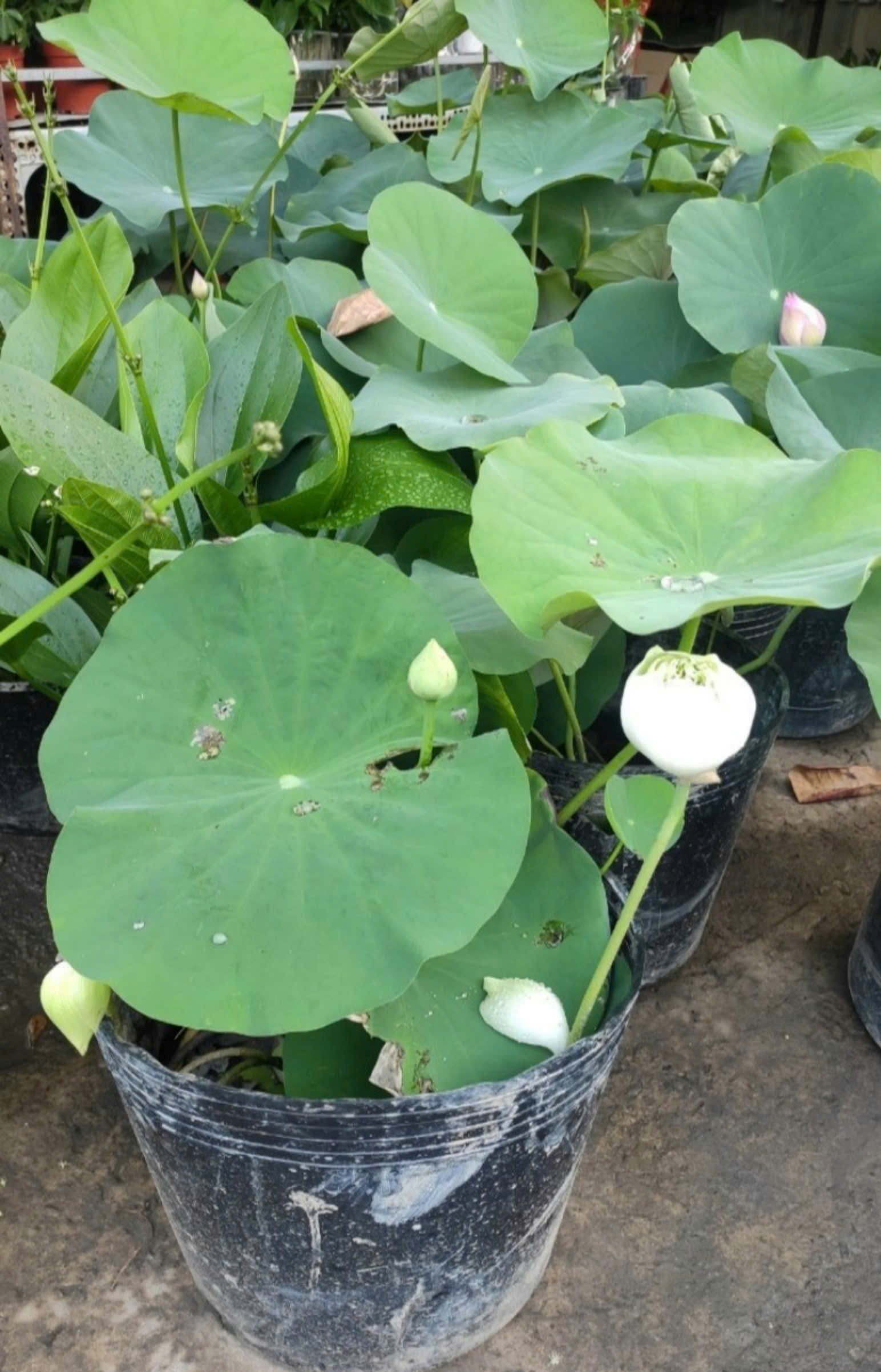 Cây Hoa Sen
