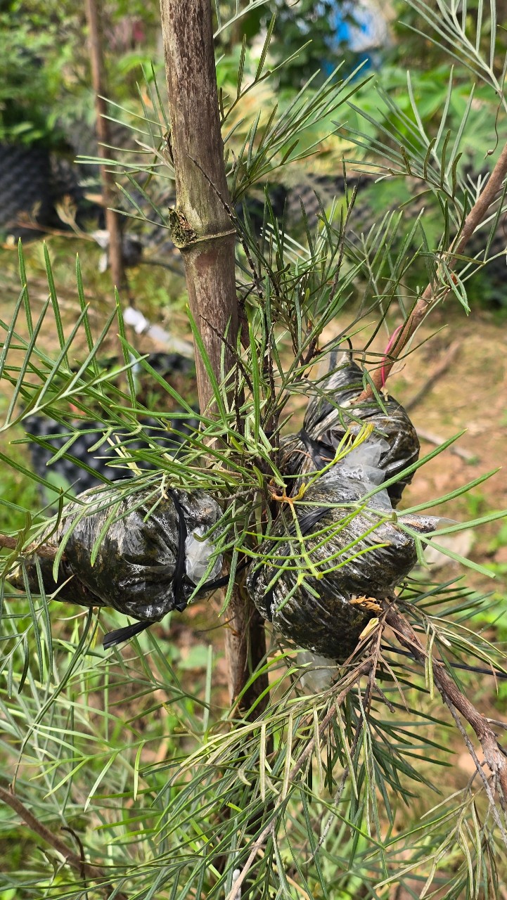 Hoa Nhện Đa Sắc (Hoa Cánh Phượng) – Nhánh Chiết Khỏe