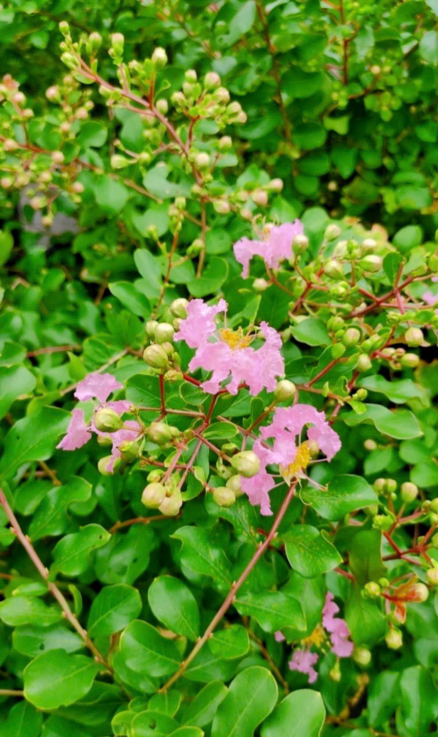 Cây Tường Vi